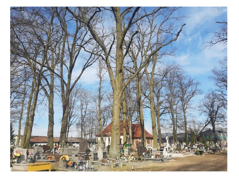 na zdjęciu cmentarz i drzewa z obciętymi gałęziami