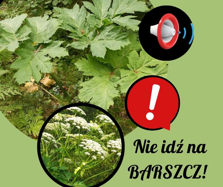plakat informacyjny o barszczu sosnowskiego