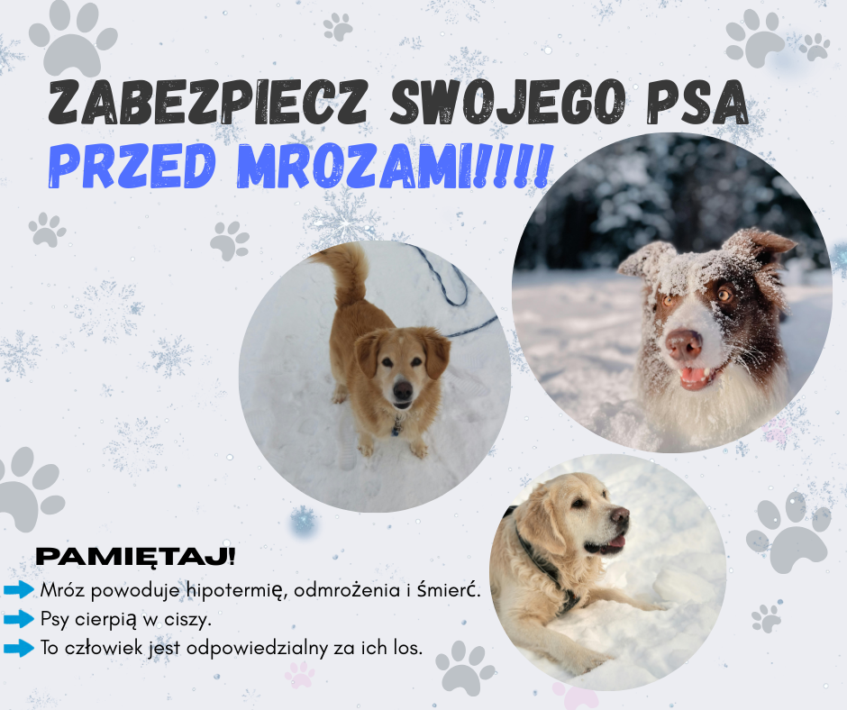 ZABEZPIECZ SWOJEGO PSA PRZED MROZAMI