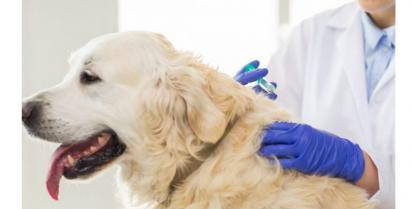 na zdjęciu pies podczas szczepienia