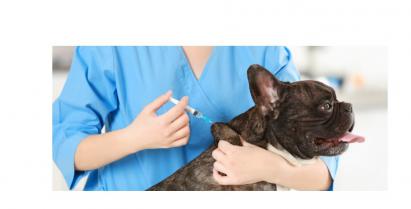 zdjęcie psa podczas szczepienia