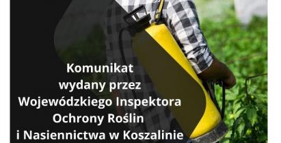 Na zdjęciu osoba podlewająca rośliny.