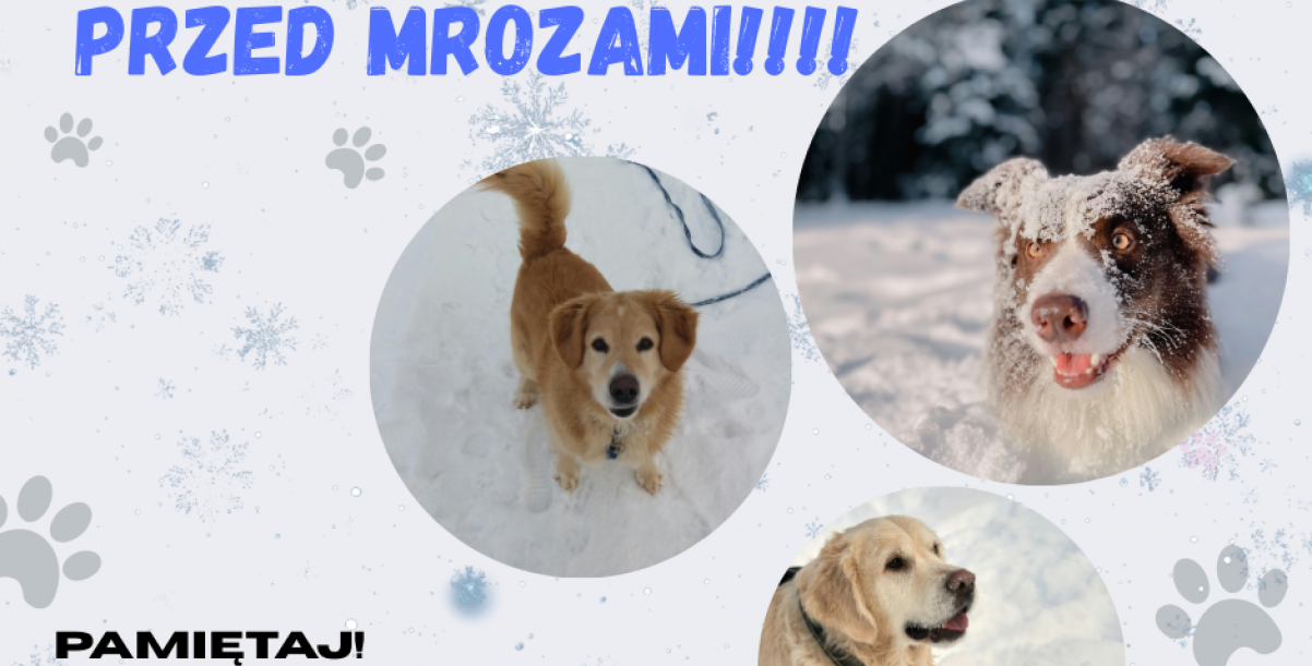 ZABEZPIECZ SWOJEGO PSA PRZED MROZAMI