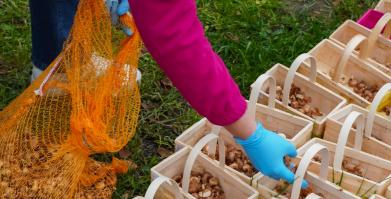 Barwne Barwice i Radomyślańskie Krokusy – wspólnie sadzimy kwiaty i dbamy o nasze otoczenie