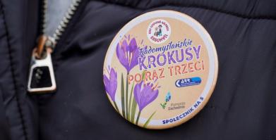 Barwne Barwice i Radomyślańskie Krokusy – wspólnie sadzimy kwiaty i dbamy o nasze otoczenie