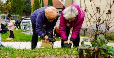 Barwne Barwice i Radomyślańskie Krokusy – wspólnie sadzimy kwiaty i dbamy o nasze otoczenie
