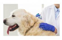 na zdjęciu pies podczas szczepienia
