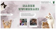 „Pomoc na cztery łapy” – realizacja programu Nasze Zwierzaki